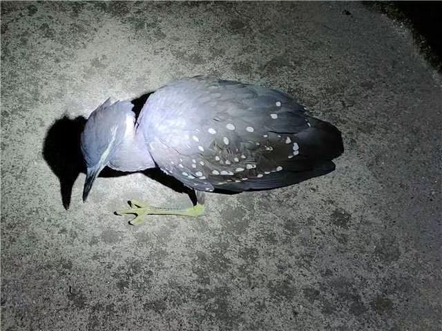 海南，热带天堂的生态与文化之旅